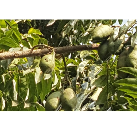 CÂY CẨM THẠCH