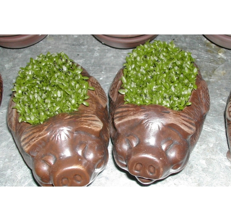 CÂY MAY MẮN