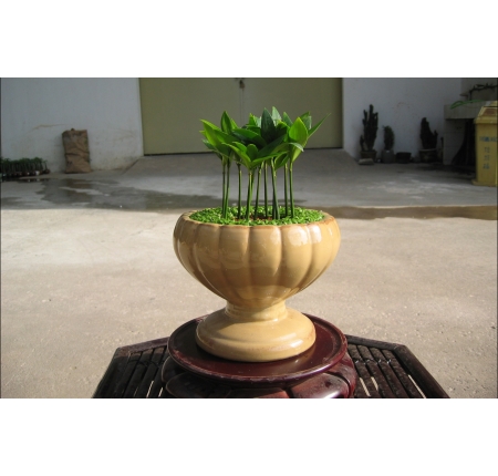 Cây kim giao
