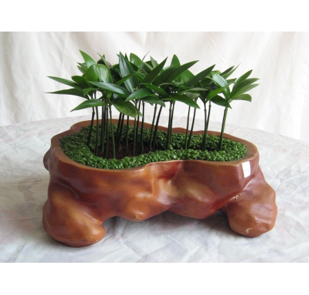 CÂY KIM GIAO