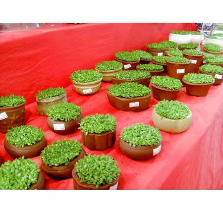 CÂY MAY MẮN
