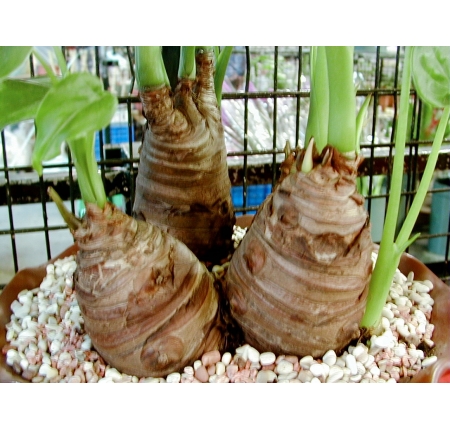 CÂY TAY PHẬT