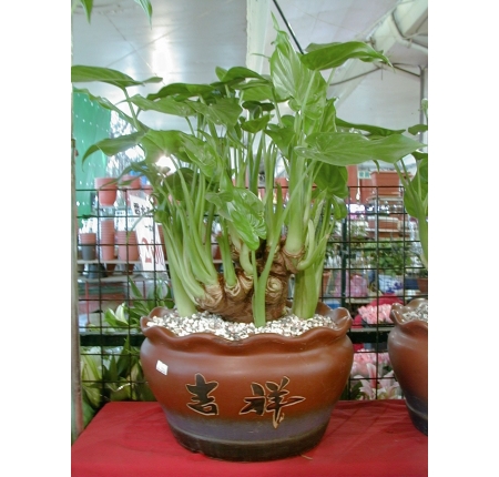 CÂY TAY PHẬT