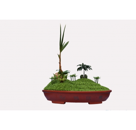 CÂY DỪA
