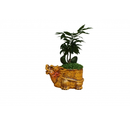 CÂY CẨM THẠCH
