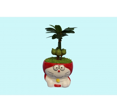 CÂY TÀI LỘC