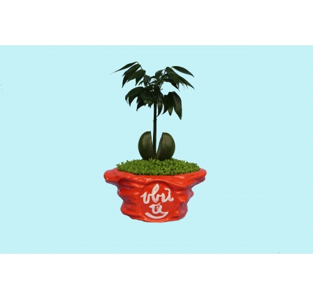 CÂY CẨM THẠCH