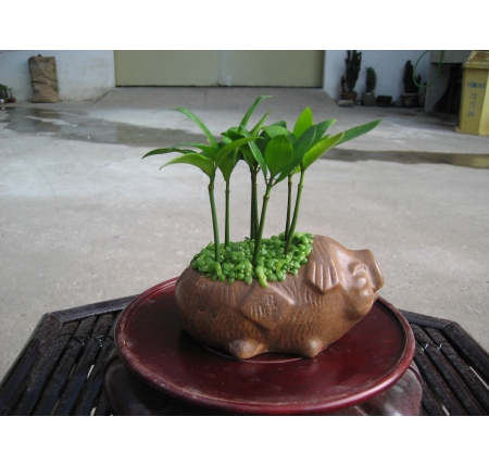 CÂY KIM GIAO