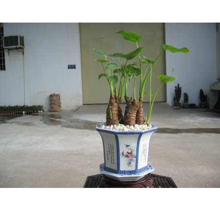 CÂY TAY PHẬT