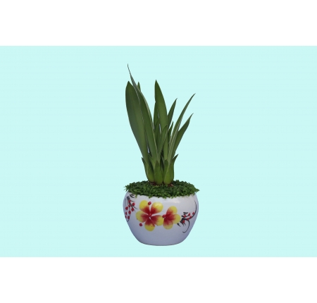 Cây phát tài