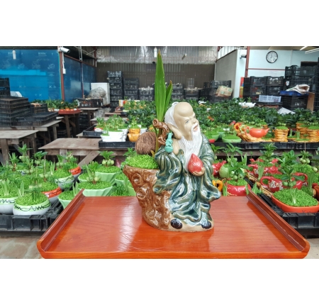 CÂY DỪA